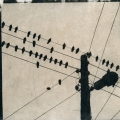 Птички на проводах